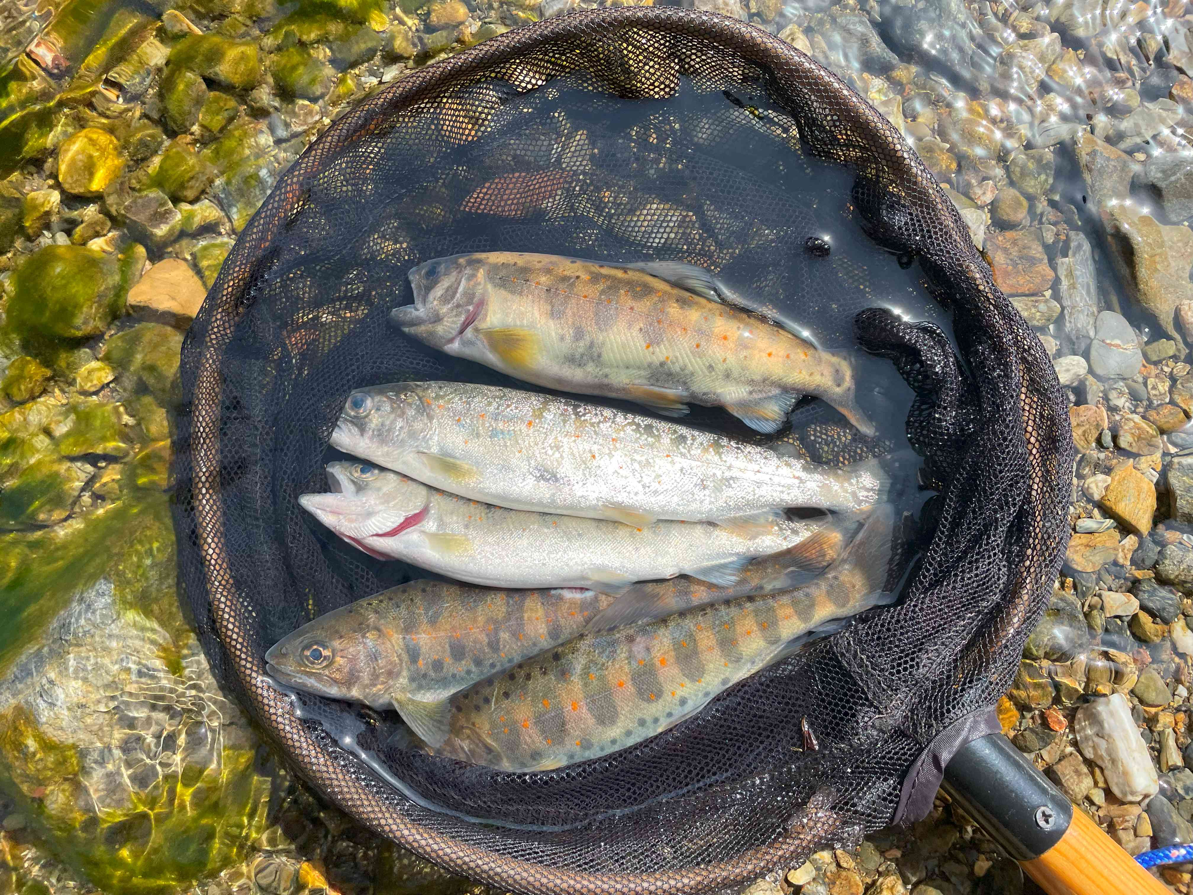 上桂川アマゴ釣り