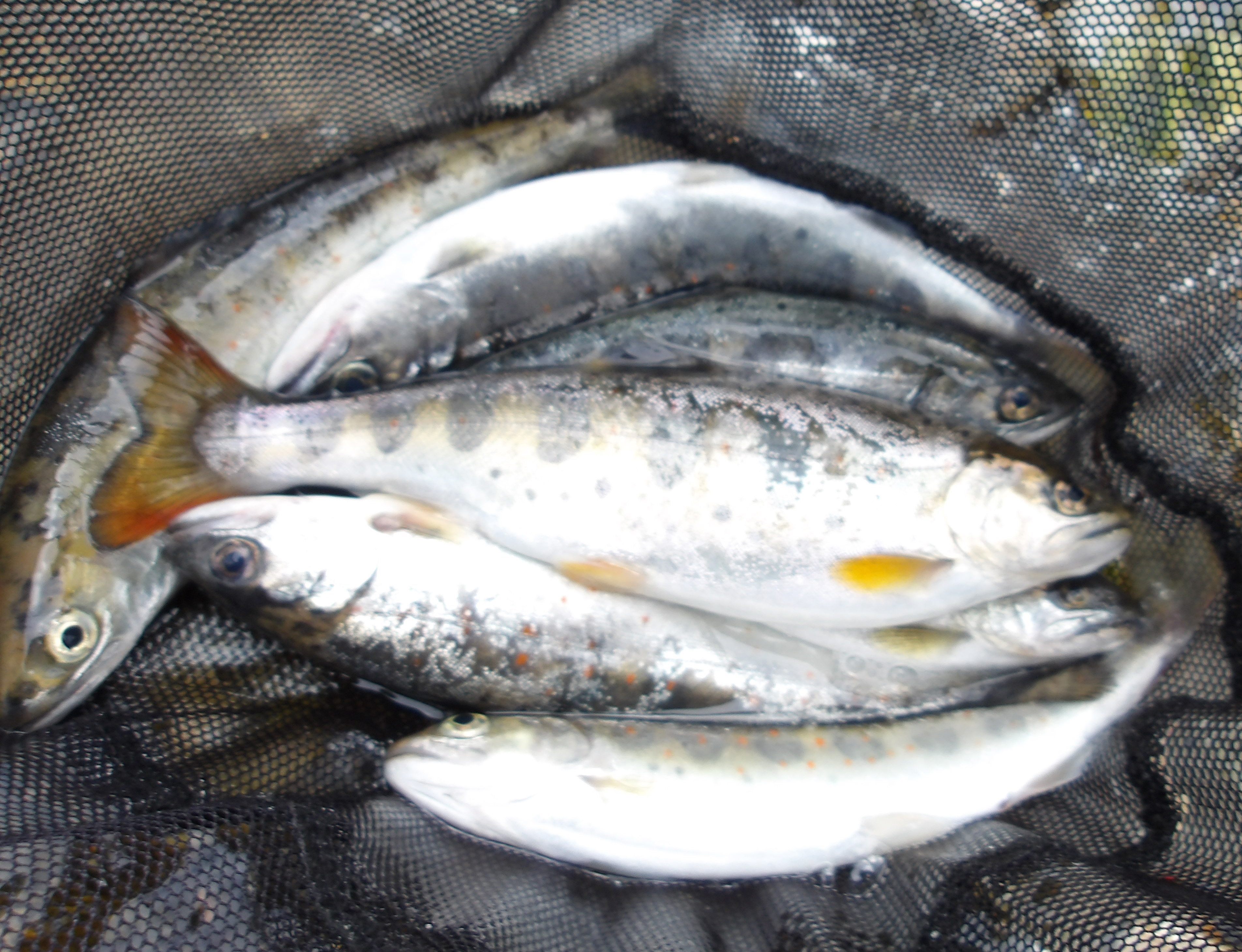 上桂川アマゴ釣り2回目